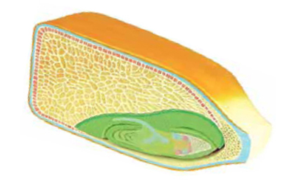 Corn Seed Model, 2 parts